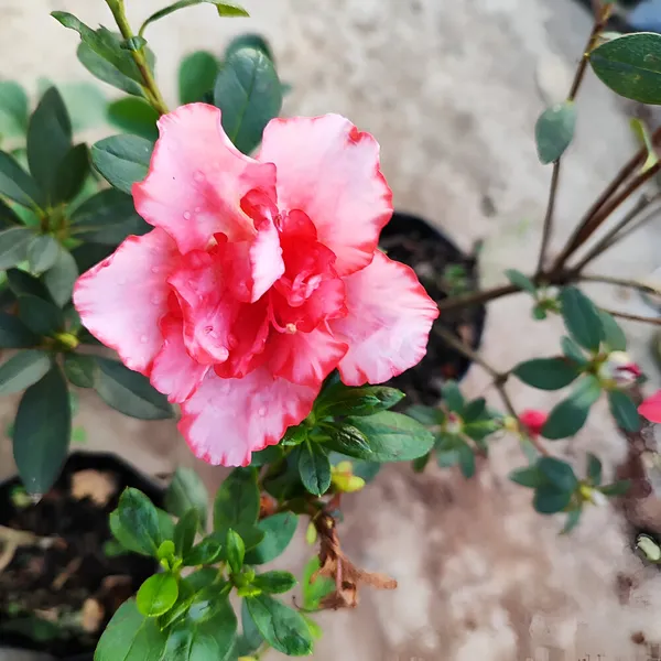Semi_-_Double_Pink_Azalea_Plant_(Hybrid)_For_Outdoor_With_Grow_Bag