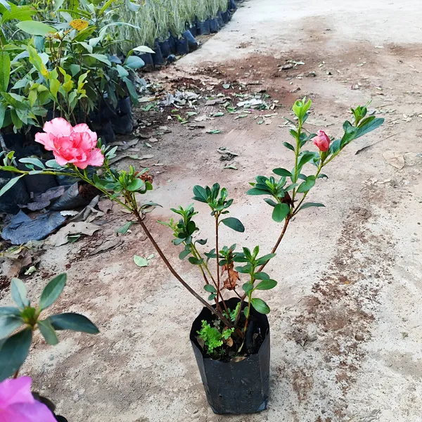Semi_-_Double_Pink_Azalea_Plant_(Hybrid)_For_Outdoor_With_Grow_Bag