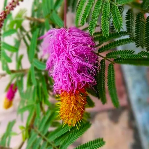 Shami_Flower_Plant_(Prosopis_cineraria)_Sacred_&_Hardy_Desert_Tree