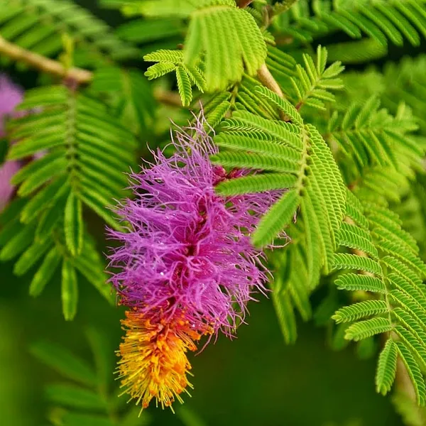 Shami_Flower_Plant_(Prosopis_cineraria)_Sacred_&_Hardy_Desert_Tree
