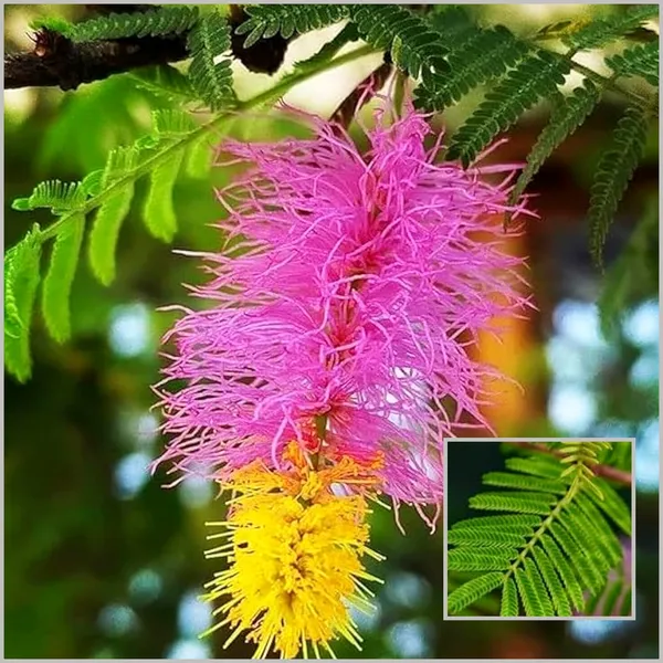 Shami_Flower_Plant_(Prosopis_cineraria)_Sacred_&_Hardy_Desert_Tree
