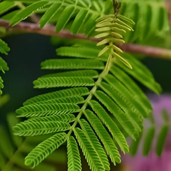 Shami_Flower_Plant_(Prosopis_cineraria)_Sacred_&_Hardy_Desert_Tree