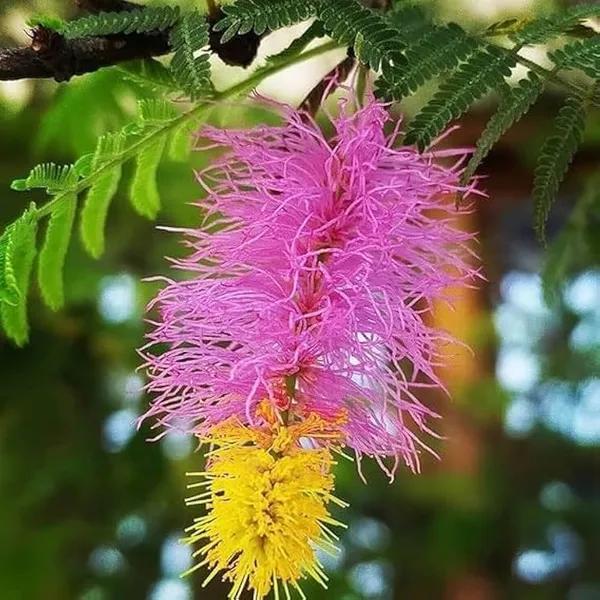 Shami_Flower_Plant_(Prosopis_cineraria)_Sacred_&_Hardy_Desert_Tree