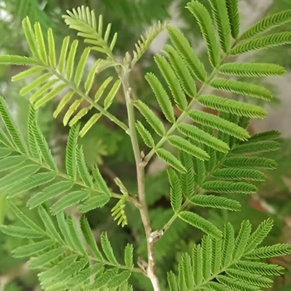 Shami_Flower_Plant_(Prosopis_cineraria)_Sacred_&_Hardy_Desert_Tree