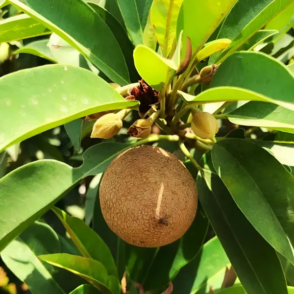 Chiku_Plant_(Hybrid)_For_Outdoor_With_Grow_Bag