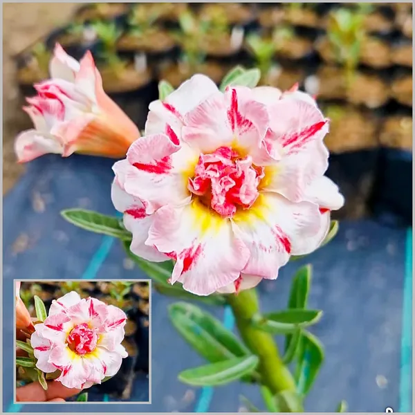 Adenium_Desert_Rose_Plant_Double_Petal_Variegated_Hybrid_Pack_Of_-_1