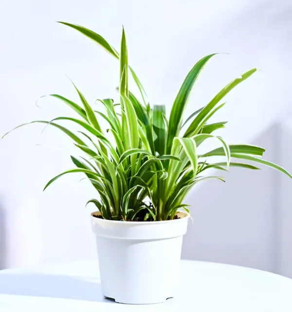 Spider_Plant_(Chlorophytum_comosum)_Air-Purifying_Indoor_Houseplant