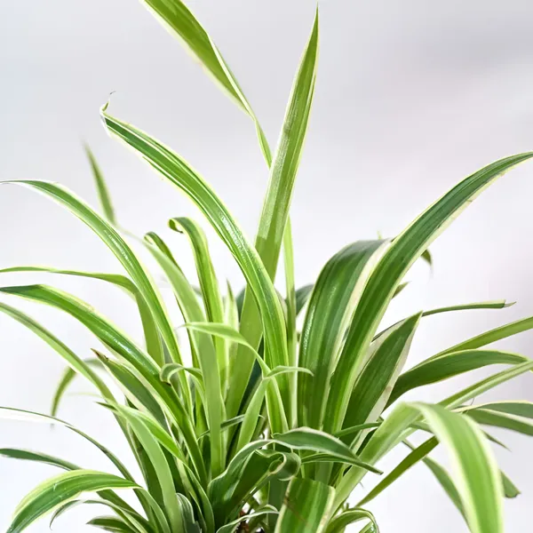 Spider_Plant_(Chlorophytum_comosum)_Air-Purifying_Indoor_Houseplant