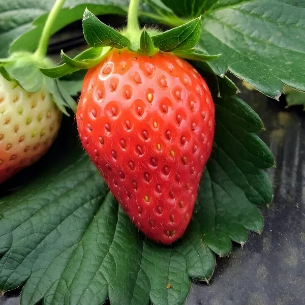 Strawberry_Plant_(Hybrid)_For_Outdoor_With_Grow_Bag