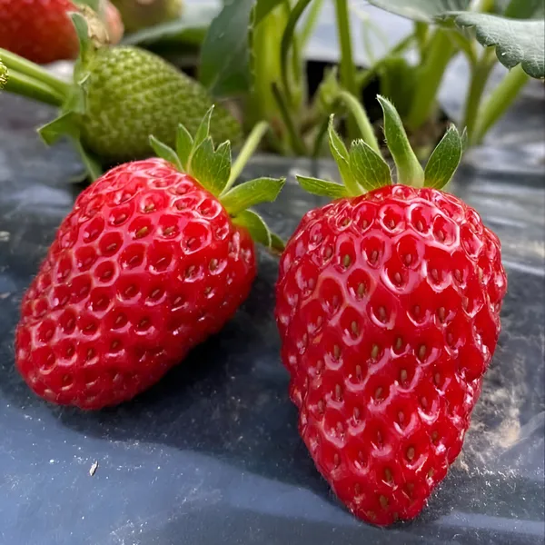 Strawberry_Plant_(Hybrid)_For_Outdoor_With_Grow_Bag