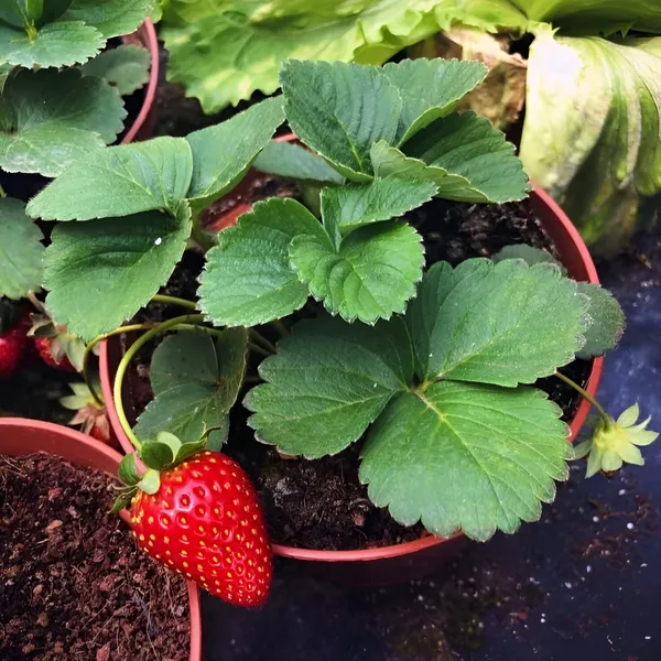 Strawberry_Plant_(Hybrid)_For_Outdoor_With_Grow_Bag