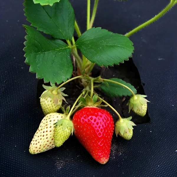 Strawberry_Plant_(Hybrid)_For_Outdoor_With_Grow_Bag