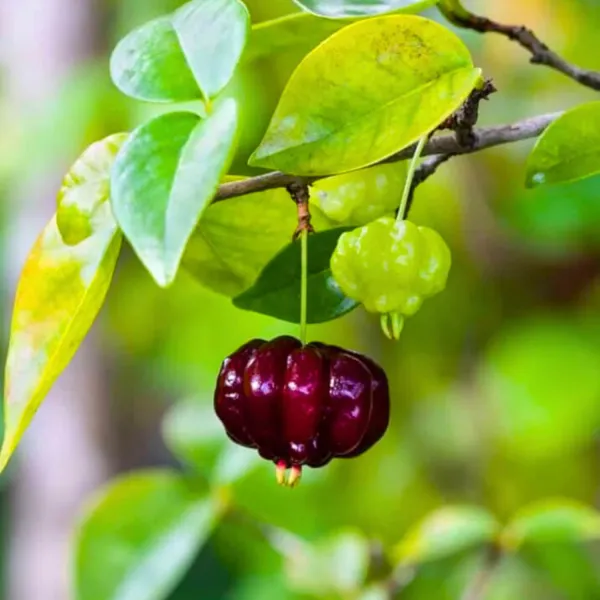 Surinam_Cherry_Plant_(Eugenia_uniflora)_�??_Rare_Tropical_Fruit_Tree
