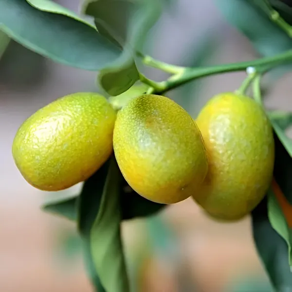 Sweet_Lemon_Plant_(Hybrid)_For_Outdoor_With_Grow_Bag