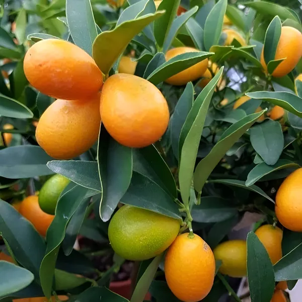 Sweet_Lemon_Plant_(Hybrid)_For_Outdoor_With_Grow_Bag