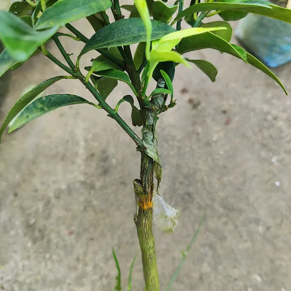 Sweet_Lemon_Plant_(Hybrid)_For_Outdoor_With_Grow_Bag