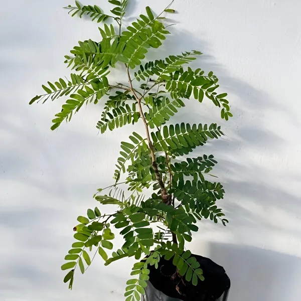 Sweet_Tamarind_Plant_(Hybrid)_For_Outdoor_With_Grow_Bag