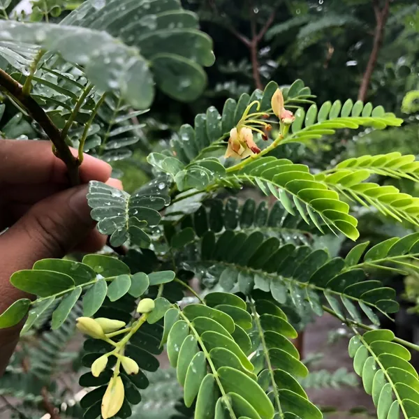 Sweet_Tamarind_Plant_(Hybrid)_For_Outdoor_With_Grow_Bag