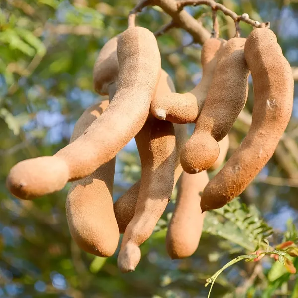 Sweet_Tamarind_Plant_(Hybrid)_For_Outdoor_With_Grow_Bag