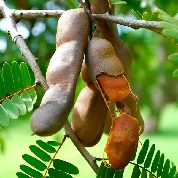 Sweet_Tamarind_Plant_(Hybrid)_For_Outdoor_With_Grow_Bag