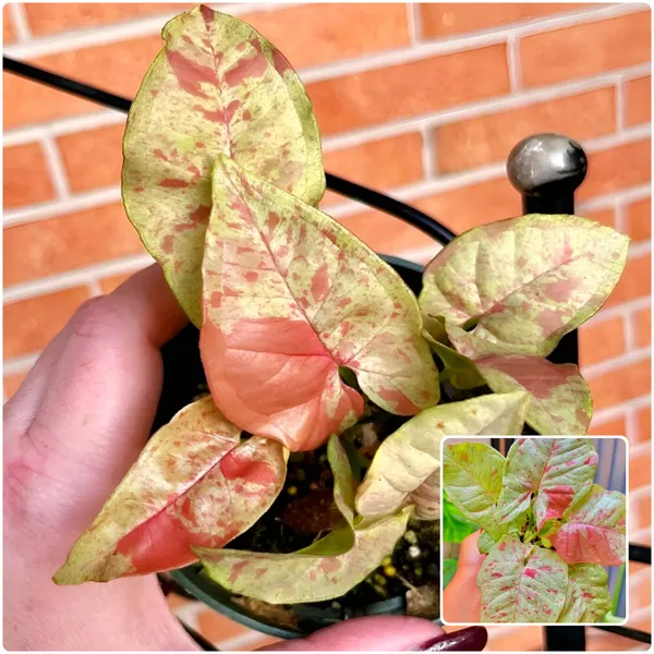 Syngonium_Podophyllum_'Neon_Robusta'_Variegated_Rare_Pink_&_Green_Indoor_Plant
