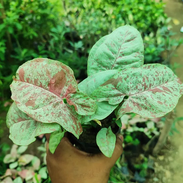 Syngonium_Podophyllum_'Neon_Robusta'_Variegated_Rare_Pink_&_Green_Indoor_Plant