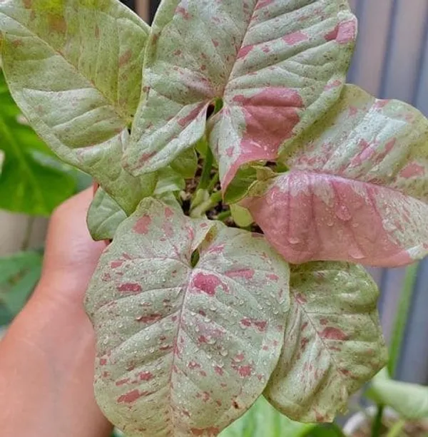 Syngonium_Podophyllum_'Neon_Robusta'_Variegated_Rare_Pink_&_Green_Indoor_Plant