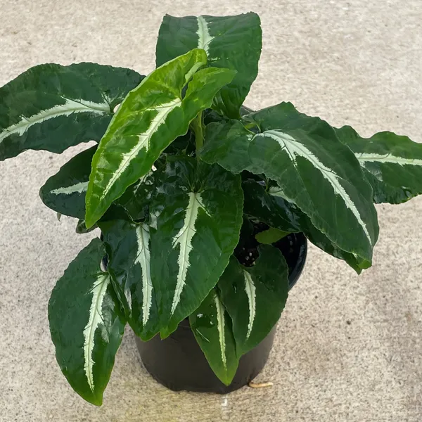 Syngonium_Wendlandii_Hybrid_(Silver_Velvet)_Pack_Of_-_1_With_Grow_Bag