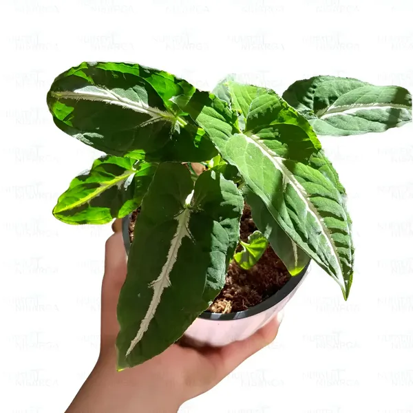 Syngonium_Wendlandii_Hybrid_(Silver_Velvet)_Pack_Of_-_1_With_Grow_Bag