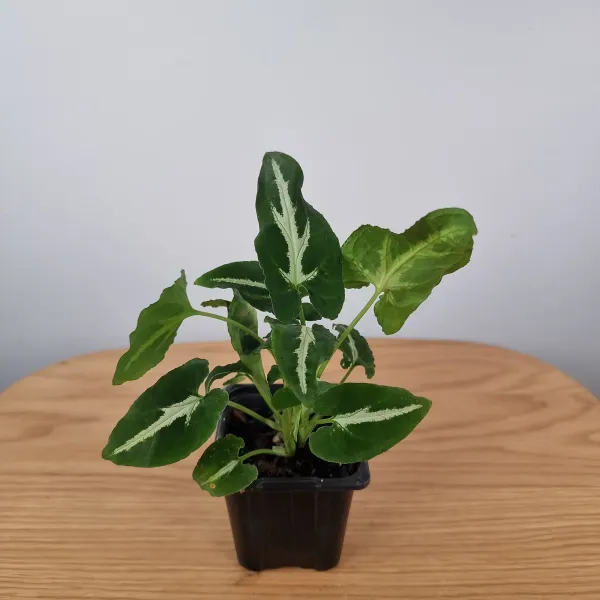Syngonium_Wendlandii_Hybrid_(Silver_Velvet)_Pack_Of_-_1_With_Grow_Bag