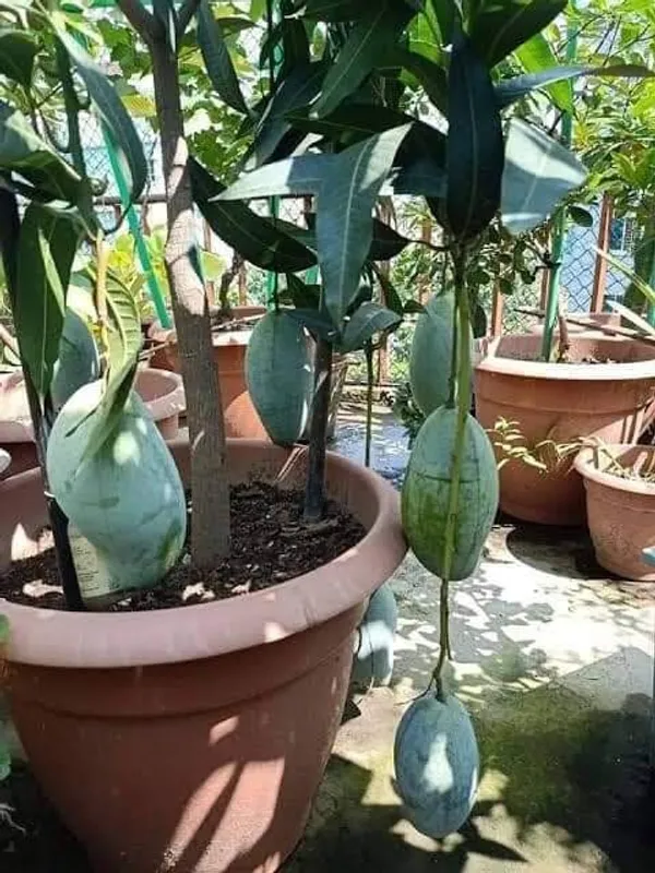 Brunei_King_Mango_Plant_(Pack_Of_1)_For_Indoor_&_Outdoor_With_Grow_Bag