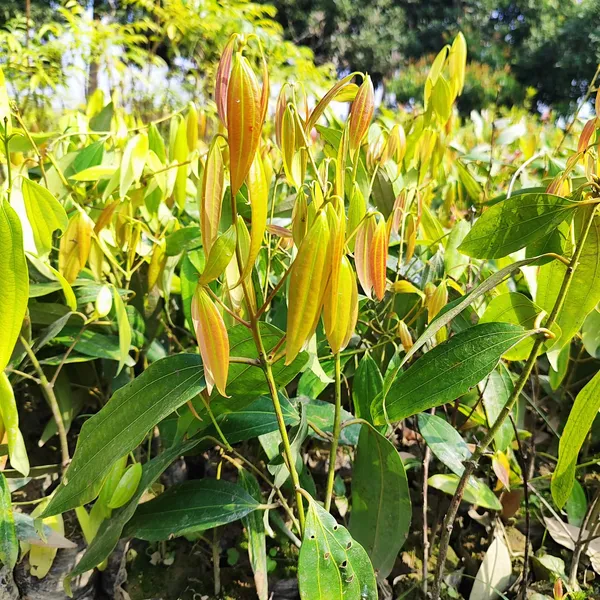 Tej_Patta_Plant_(Indian_Bay_Leaf)_Cinnamomum_Tamala_(1.5-2_Feet_Hight_Hybrid)_For_Outdoor_With_Grow_Bag