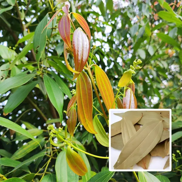 Tej_Patta_Plant_(Indian_Bay_Leaf)_Cinnamomum_Tamala_(1.5-2_Feet_Hight_Hybrid)_For_Outdoor_With_Grow_Bag