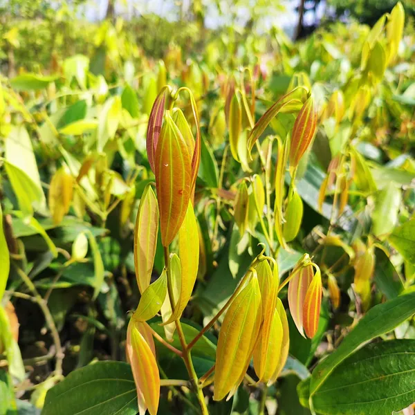 Tej_Patta_Plant_(Indian_Bay_Leaf)_Cinnamomum_Tamala_(1.5-2_Feet_Hight_Hybrid)_For_Outdoor_With_Grow_Bag