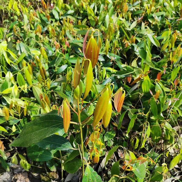 Tej_Patta_Plant_(Indian_Bay_Leaf)_Cinnamomum_Tamala_(1.5-2_Feet_Hight_Hybrid)_For_Outdoor_With_Grow_Bag