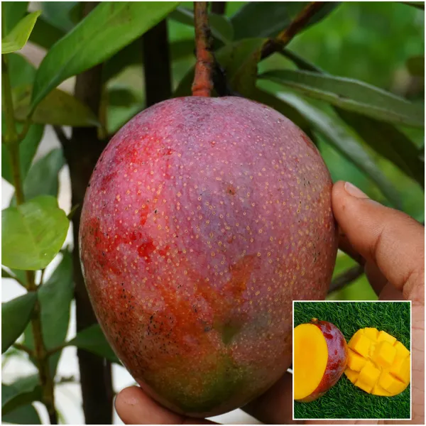 Tommy_Atkins_Mango_Plant_Grafted_Pack_Of_-_1