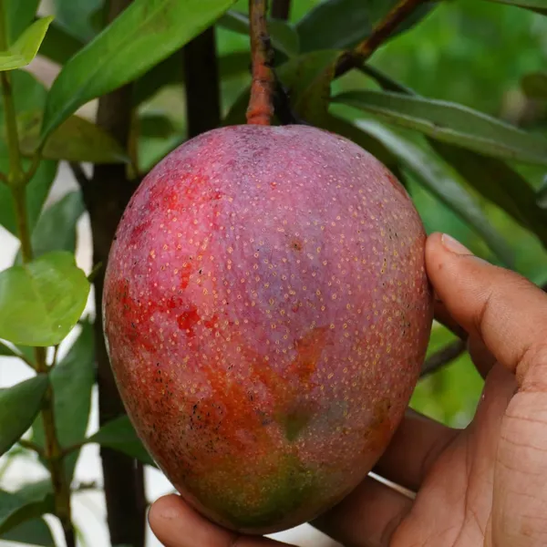 Tommy_Atkins_Mango_Plant_Grafted_Pack_Of_-_1