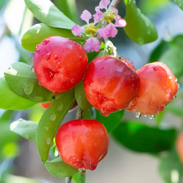 Cherry_Fruit_Plant_(Hybrid)_For_Outdoor