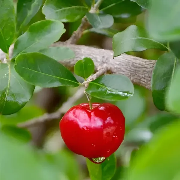 Cherry_Fruit_Plant_(Hybrid)_For_Outdoor