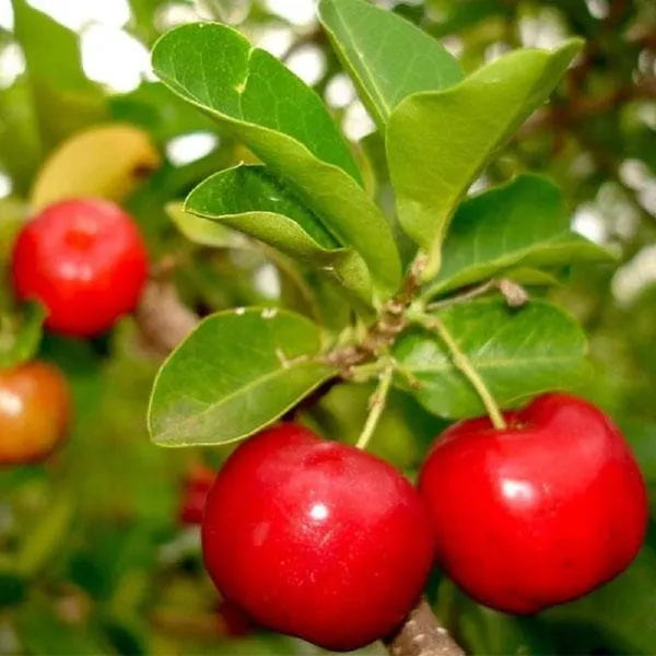 Cherry_Fruit_Plant_(Hybrid)_For_Outdoor