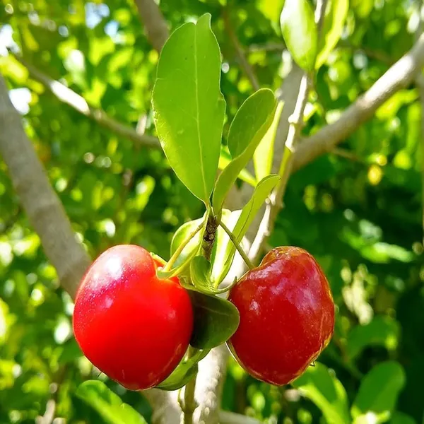 Cherry_Fruit_Plant_(Hybrid)_For_Outdoor