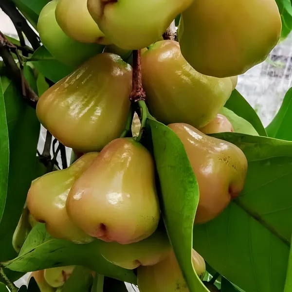 Water_Apple_Plant_(Hybrid)_For_Outdoor_With_Grow_Bag