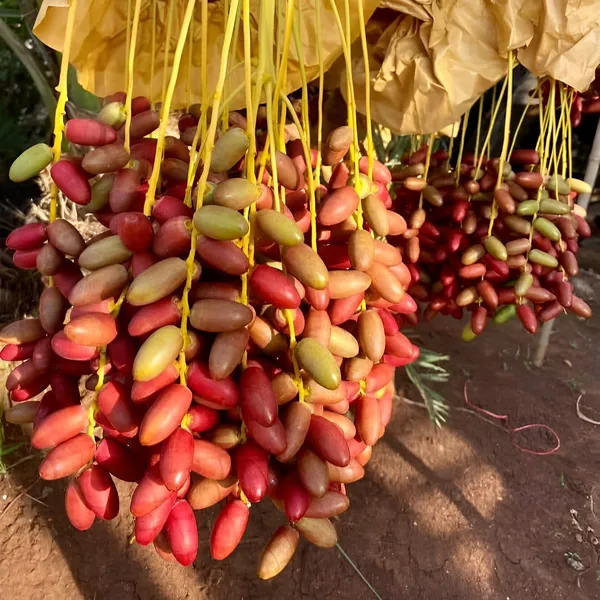 Date_Palm_(Khajur)_Plant_|_Hybrid_For_Outdoor_With_Grow_Bag