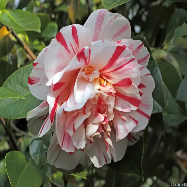 Variegated_Camellia_Japonica_Pink_&_White_Double_Bloom_|_Flowering_Plant