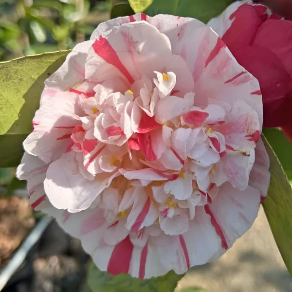 Variegated_Camellia_Japonica_Pink_&_White_Double_Bloom_|_Flowering_Plant