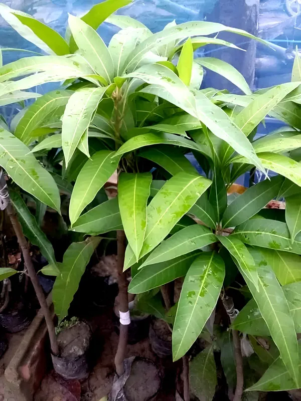Red_Banana_Mango_Plant_(Hybrid)_For_Outdoor_With_Grow_Bag