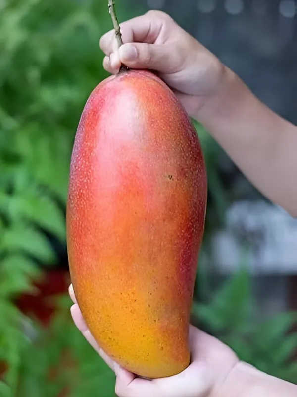Red_Banana_Mango_Plant_(Hybrid)_For_Outdoor_With_Grow_Bag