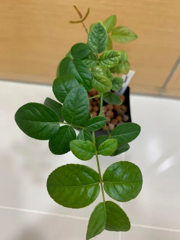 Rose_Plant_(Hybrid)_For_Outdoor_With_Grow_Bag