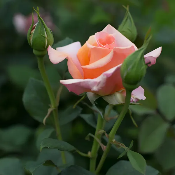 Rose_Plant_(Hybrid)_For_Outdoor_With_Grow_Bag