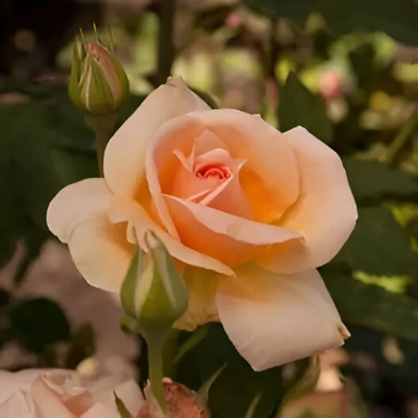 Rose_Plant_(Hybrid)_For_Outdoor_With_Grow_Bag